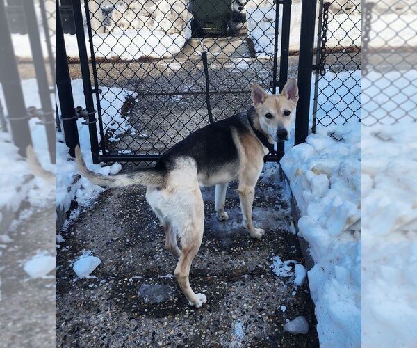 Medium Photo #2 Siberian Husky-Unknown Mix Puppy For Sale in Perth Amboy, NJ, USA