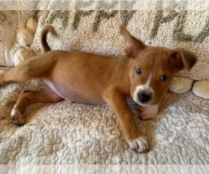 Golden Labrador Dogs for adoption in Lakewood, CO, USA