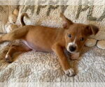 Small Golden Labrador