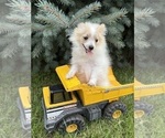 Small #4 Pomeranian
