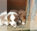 Small Photo #21 Australian Shepherd Puppy For Sale in LEWISBURG, TN, USA