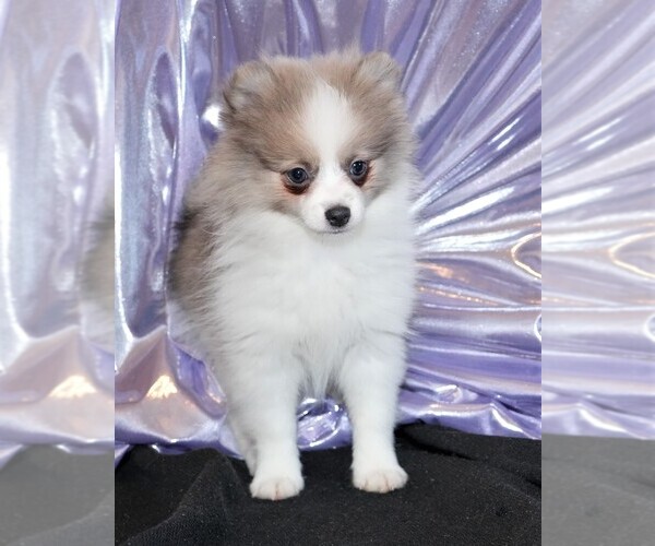 Medium Photo #4 Pomeranian Puppy For Sale in ROCK VALLEY, IA, USA