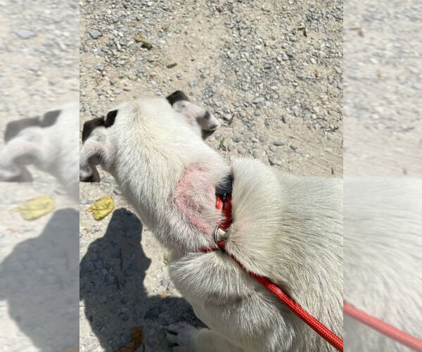 Medium Photo #4 American Pit Bull Terrier-Unknown Mix Puppy For Sale in White Bluff, TN, USA