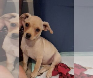Chihuahua-Unknown Mix Dogs for adoption in Grafton, WI, USA