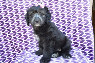 Aussie-Poo Puppy for sale in LANCASTER, PA, USA