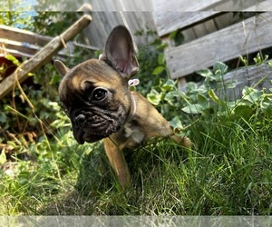 French Bulldog Puppy for sale in VANCOUVER, WA, USA