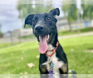 German Shepherd Dog-Unknown Mix Dogs for adoption in Martinez, CA, USA
