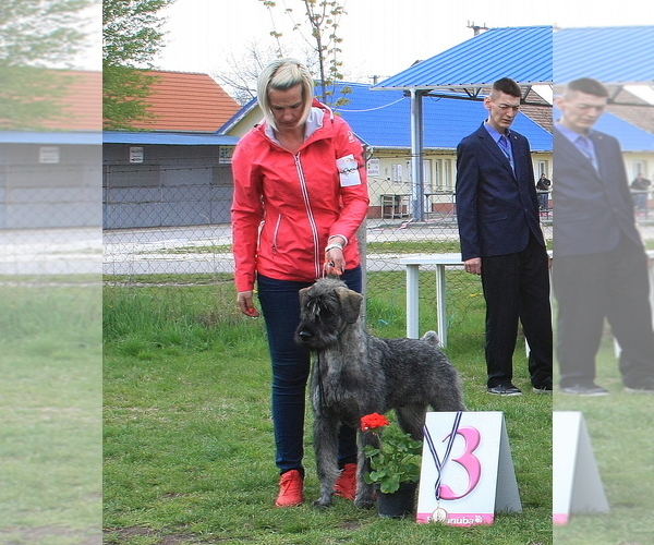 Medium Photo #9 Schnauzer (Giant) Puppy For Sale in Hatvan, Heves, Hungary