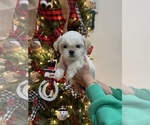 Puppy Buddy Shih Tzu