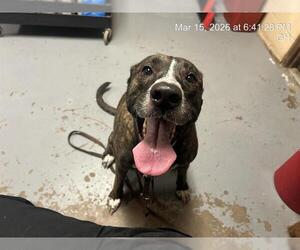 Holland Shepherd-Unknown Mix Dogs for adoption in Ocala, FL, USA