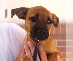 Care-Tzu Dogs for adoption in Carrollton, TX, USA