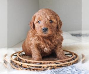Goldendoodle-Poodle (Miniature) Mix Puppy for sale in CHRISTIANA, PA, USA