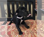 Small #2 German Shorthaired Lab