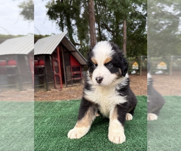 Medium Photo #33 Australian Shepherd Puppy For Sale in EUSTIS, FL, USA