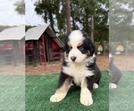 Small Photo #33 Australian Shepherd Puppy For Sale in EUSTIS, FL, USA