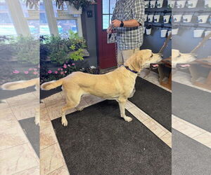 Scooby - Male Great Dane-Unknown Mix Dog for Adoption - Photo #4