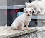 Small Bichon Frise Mix