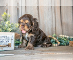 Puppy Ezra Cocker Spaniel