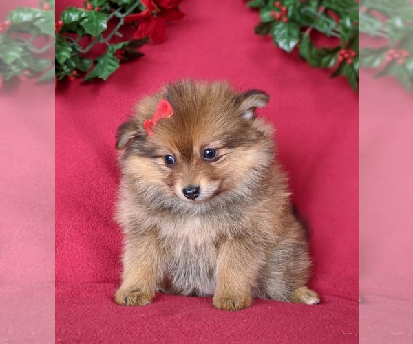 Medium Photo #6 Pomeranian Puppy For Sale in PEACH BOTTOM, PA, USA