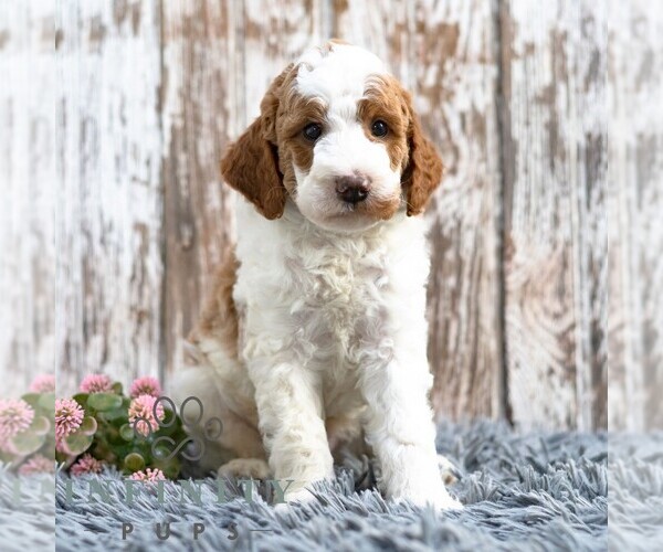 Medium Photo #5 Goldendoodle (Miniature) Puppy For Sale in SUNBURY, PA, USA