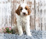 Small #4 Goldendoodle (Miniature)