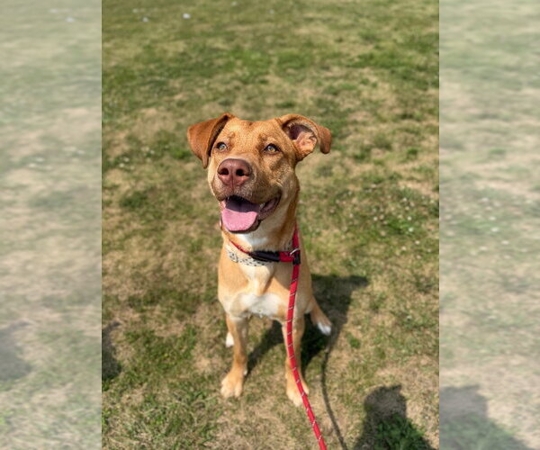 Medium Photo #8 American Staffordshire Terrier-Unknown Mix Puppy For Sale in Pierceton , IN, USA