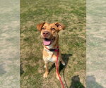 Small #7 American Staffordshire Terrier Mix