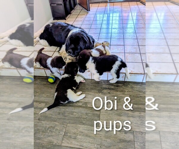 Medium Photo #1 Newfoundland Puppy For Sale in LAS VEGAS, NV, USA