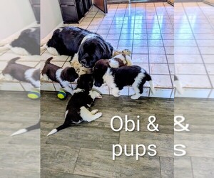 Newfoundland Puppy for sale in LAS VEGAS, NV, USA