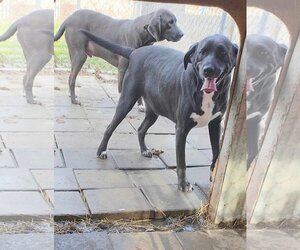 Great Dane-Unknown Mix Dogs for adoption in Lonsdale, AR, USA