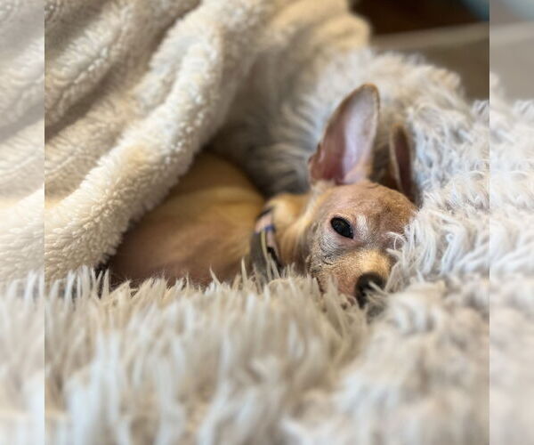 Medium Photo #3 Chihuahua Puppy For Sale in Oakhurst, NJ, USA