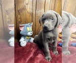 Small #2 Labrador Retriever