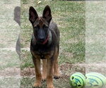 Small Photo #4 German Shepherd Dog-Unknown Mix Puppy For Sale in Canton, CT, USA