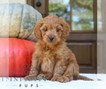 Small #1 Goldendoodle (Miniature)