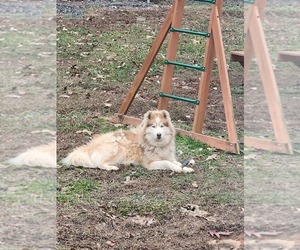 Siberian Husky Dogs for adoption in MADISON, NC, USA
