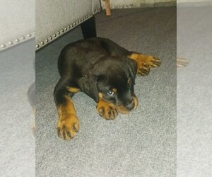 Rottweiler Puppy for sale in CAMDEN, NJ, USA