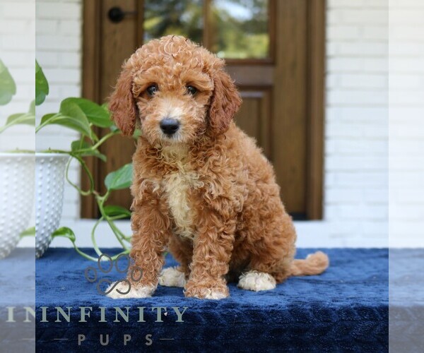 Medium Photo #3 Goldendoodle (Miniature) Puppy For Sale in NARVON, PA, USA