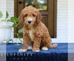 Small #2 Goldendoodle (Miniature)