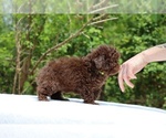 Small #22 ShihPoo