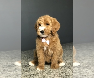 Goldendoodle-Poodle (Standard) Mix Puppy for sale in PORTERVILLE, CA, USA