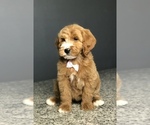 Small Photo #1 Goldendoodle-Poodle (Standard) Mix Puppy For Sale in PORTERVILLE, CA, USA