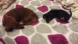 Mother of the Dachshund puppies born on 01/14/2017