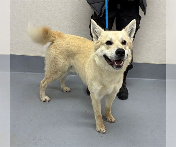 Medium Photo #1 German Shepherd Dog-Unknown Mix Puppy For Sale in Louisville, KY, USA