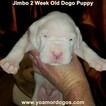Small Photo #53 Dogo Argentino Puppy For Sale in JANE, MO, USA