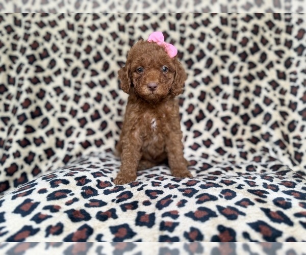 Medium Photo #5 Cockapoo (Miniature) Puppy For Sale in LAKELAND, FL, USA