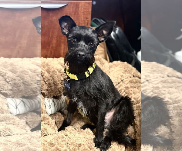 Medium Photo #5 Mutt Puppy For Sale in Corona, CA, USA