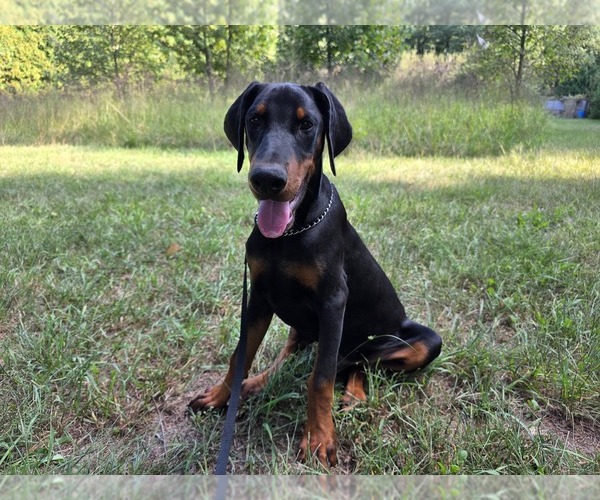 Medium Photo #6 Doberman Pinscher Puppy For Sale in WARSAW, IN, USA