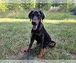 Small #5 Doberman Pinscher