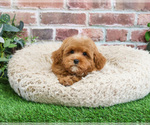 Small #2 Cavapoo (Miniature)