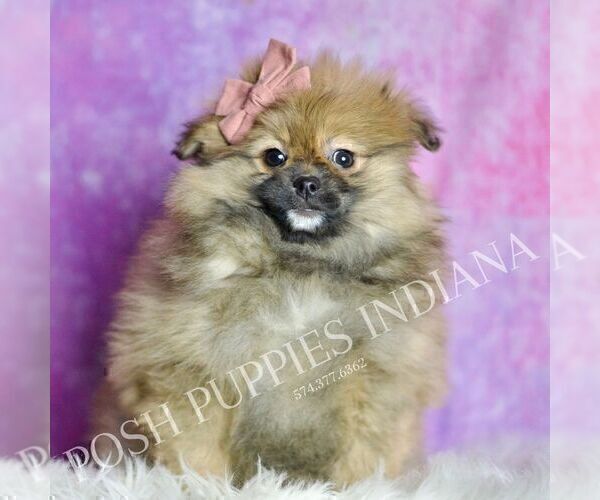 Medium Photo #62 Pomeranian Puppy For Sale in WARSAW, IN, USA